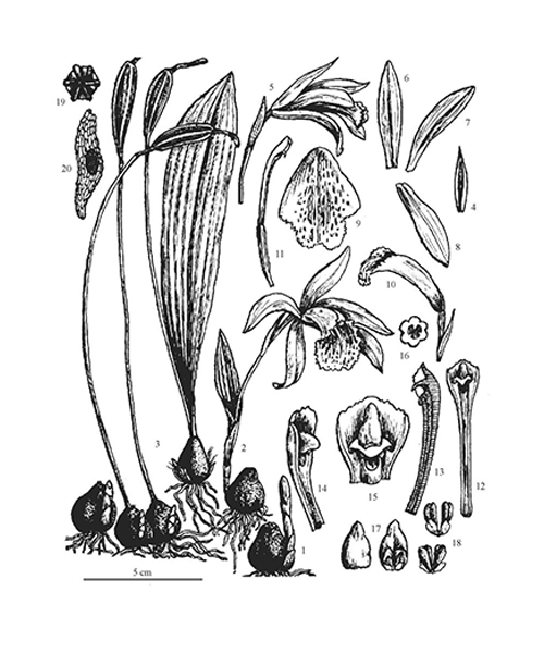 Natural compounds from  Pleione bulbocodioides